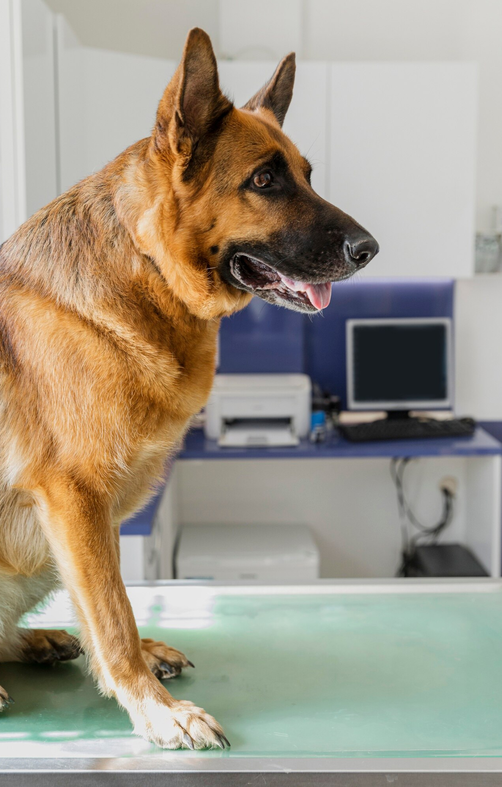 cute-big-dog-veterinary-clinic_23-2148302248