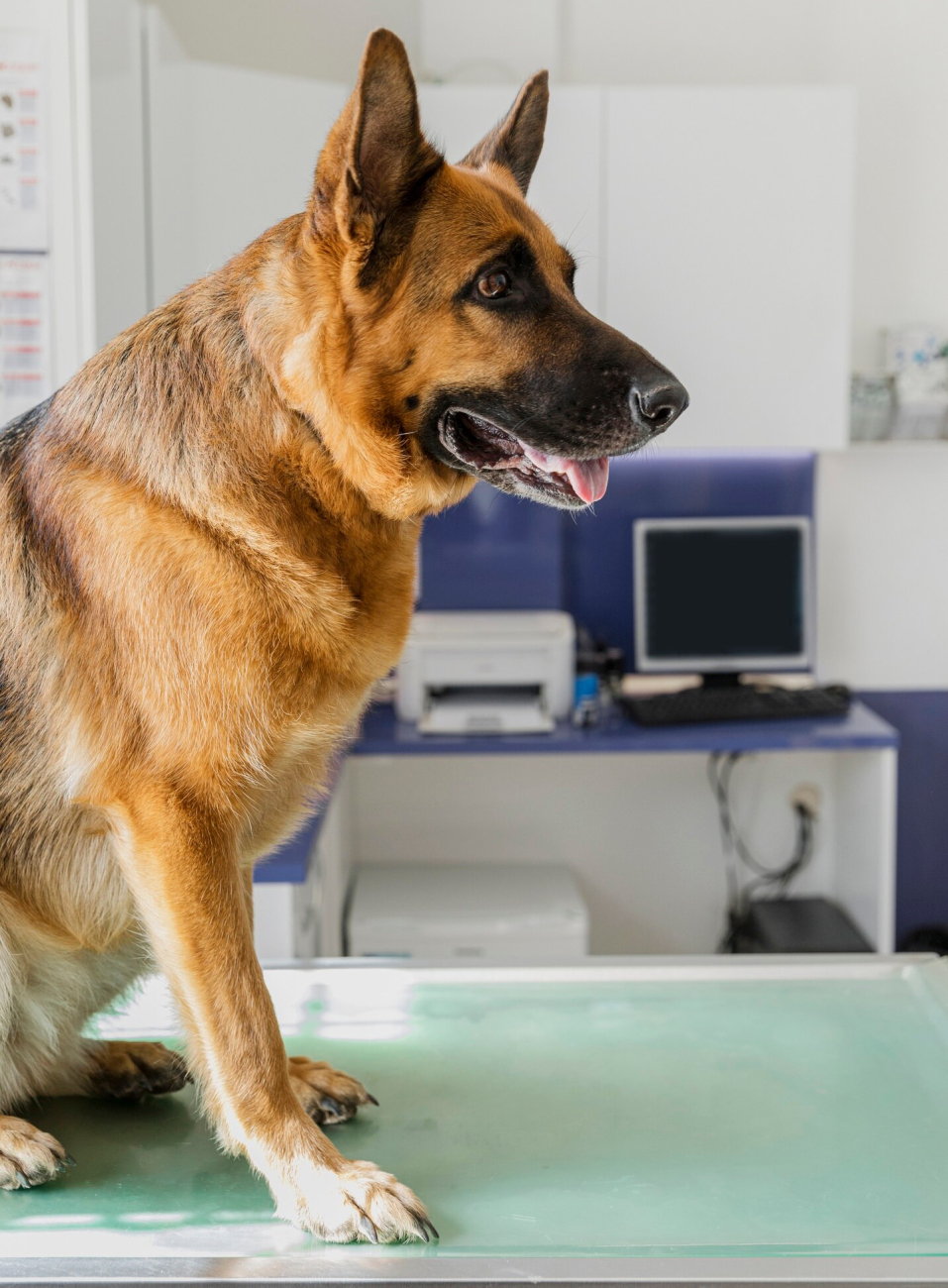 cute-big-dog-veterinary-clinic_23-2148302248